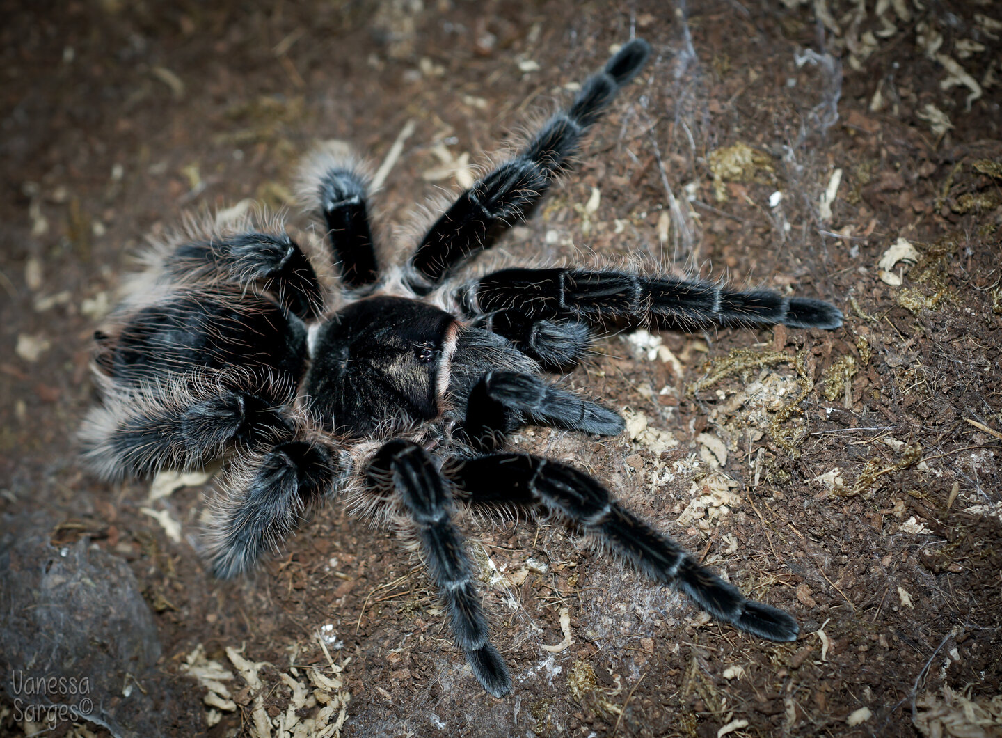 Tliltocatl albopilosus Honduras Adult Female