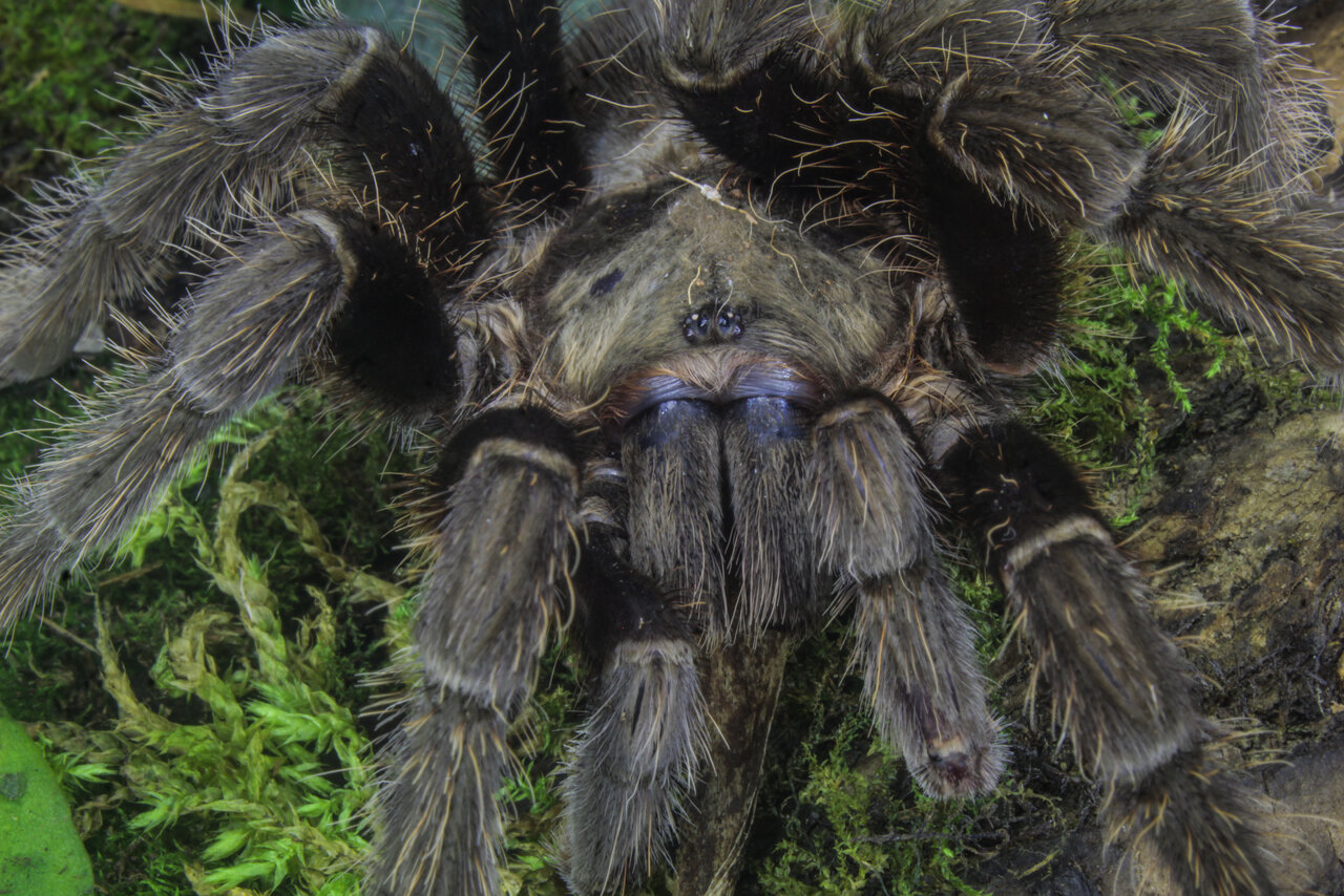 Tliltocatl albopilosus "Honduras" - Mature male shot#3