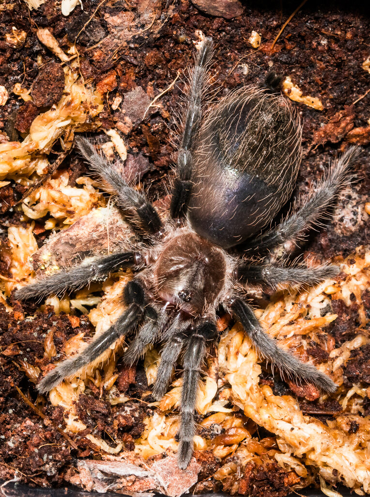 Tliltocatl albopilosus, Honduras