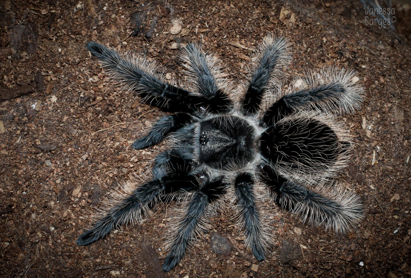 Tliltocatl albopilosus Juvenile Female - ~3.5"