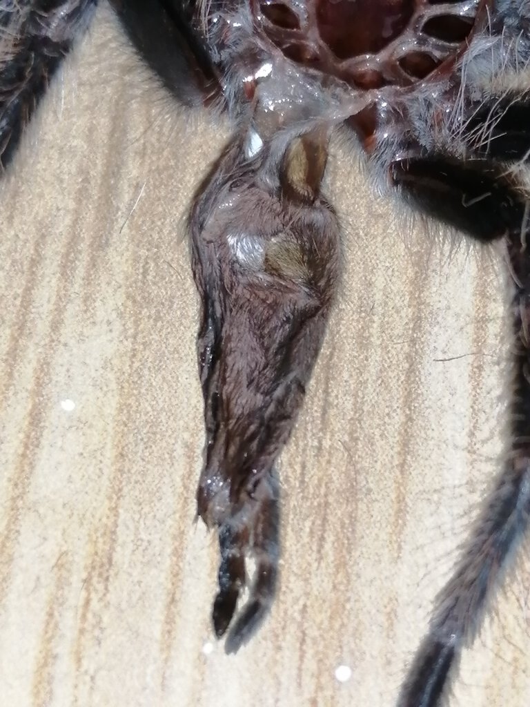 Tliltocatl albopilosus [molt sexing] [2/3]