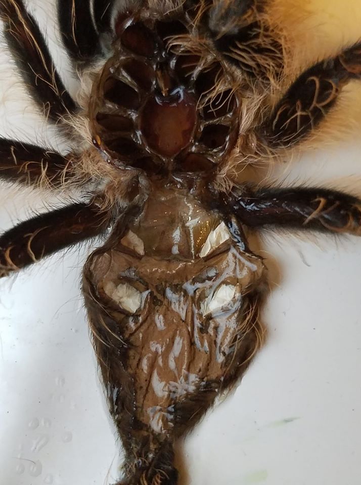 Tliltocatl albopilosus [molt sexing]