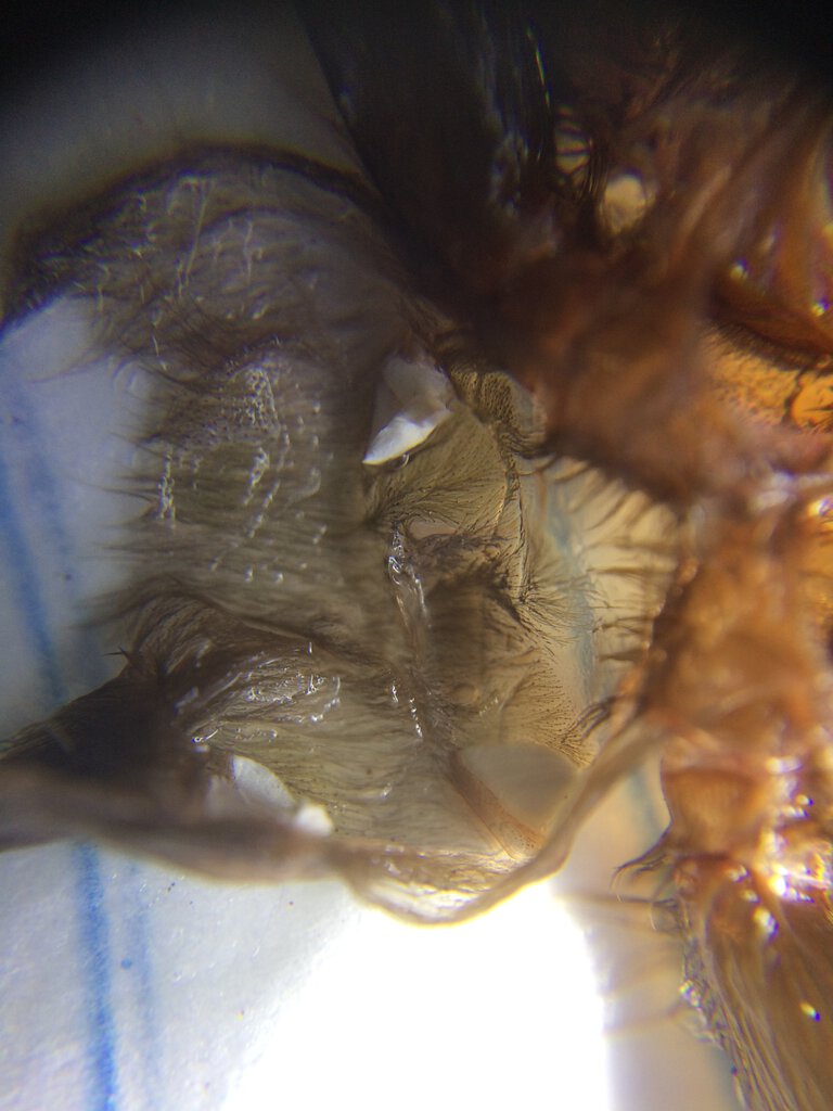 Tliltocatl albopilosus molt sexing