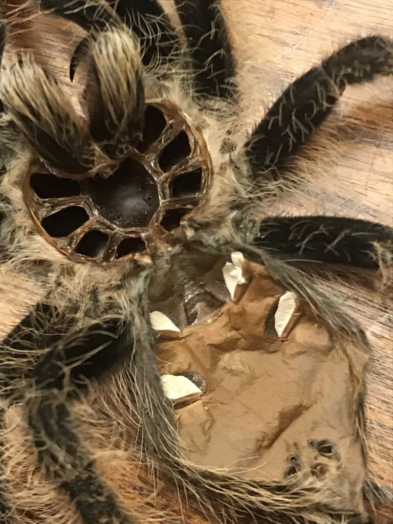 Tliltocatl albopilosus Molt