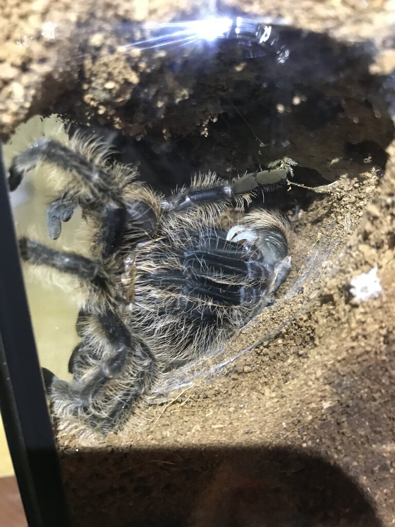 Tliltocatl albopilosus Molting