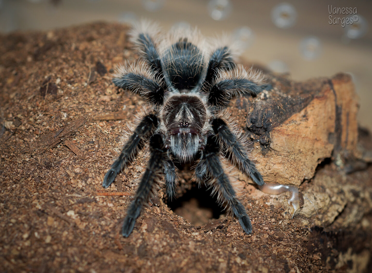 Tliltocatl albopilosus Nicaragua Juvenile Female