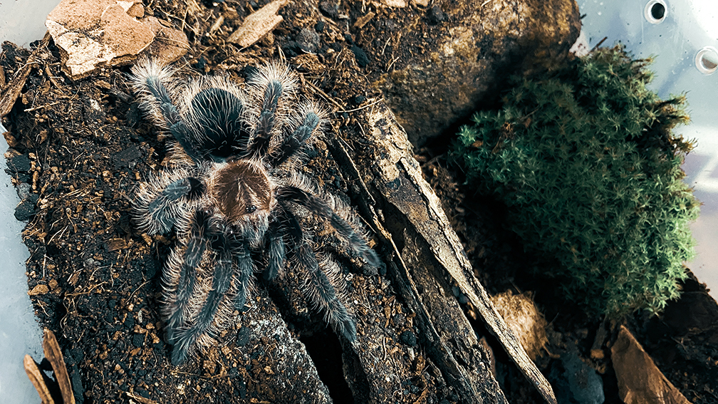 Tliltocatl albopilosus - sub adult male