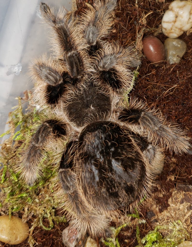 Tliltocatl Albopilosus, Suspect Female