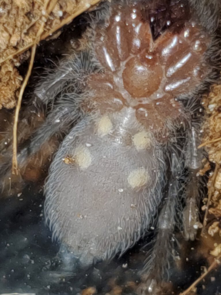 Tliltocatl albopilosus [ventral sexing]