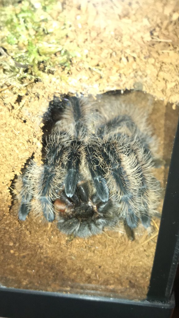 Tliltocatl albopilosus With Molt [1/3]