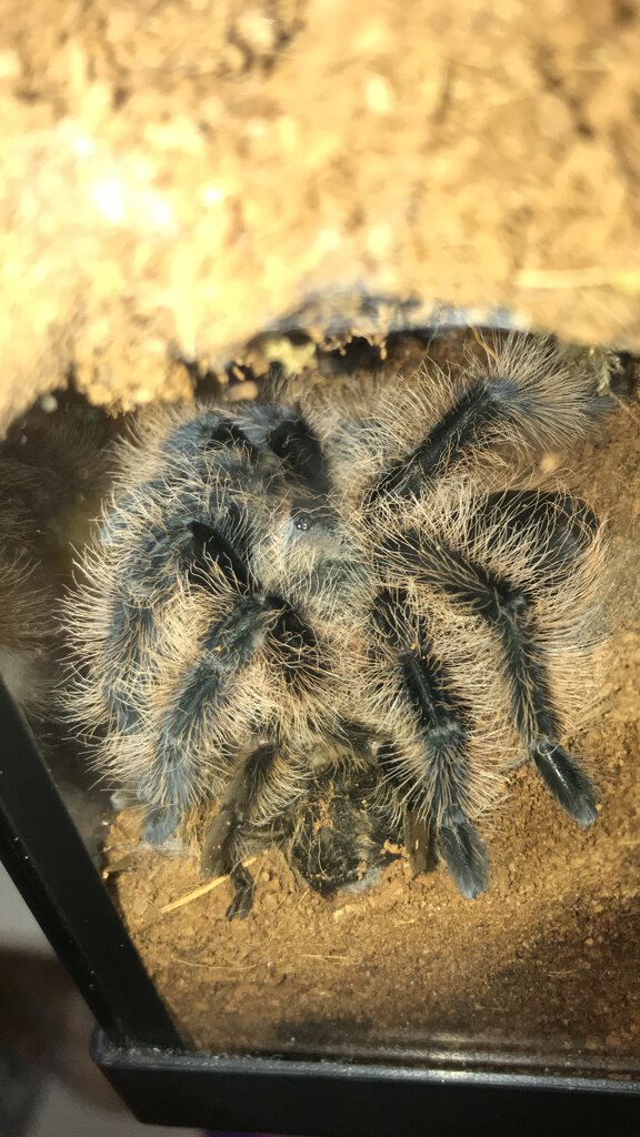 Tliltocatl albopilosus With Molt [2/3]