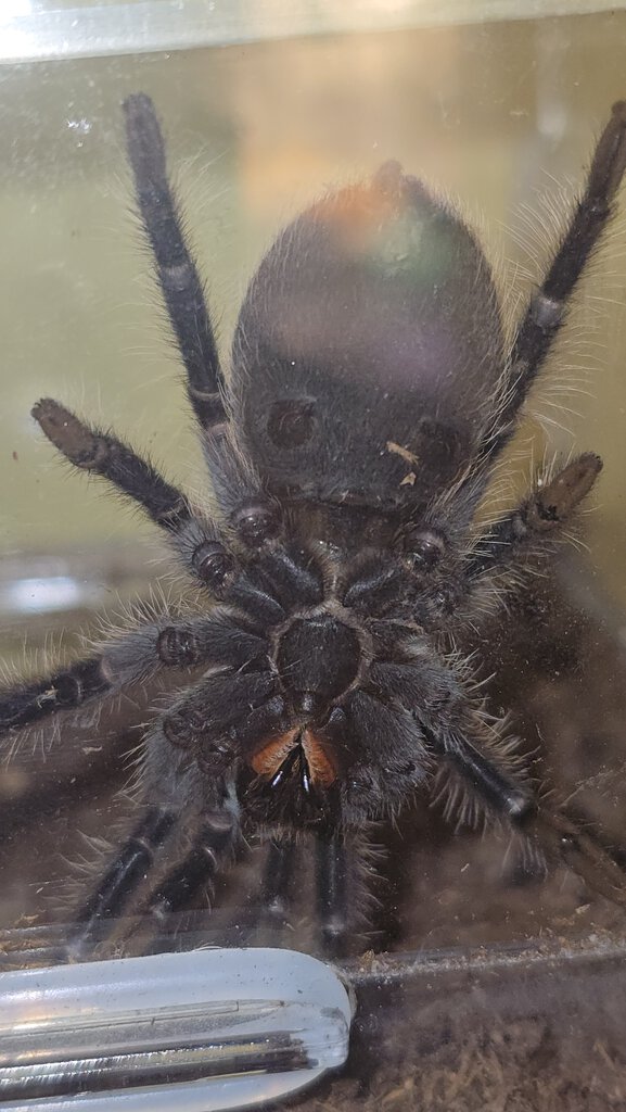 Tliltocatl albopilosus