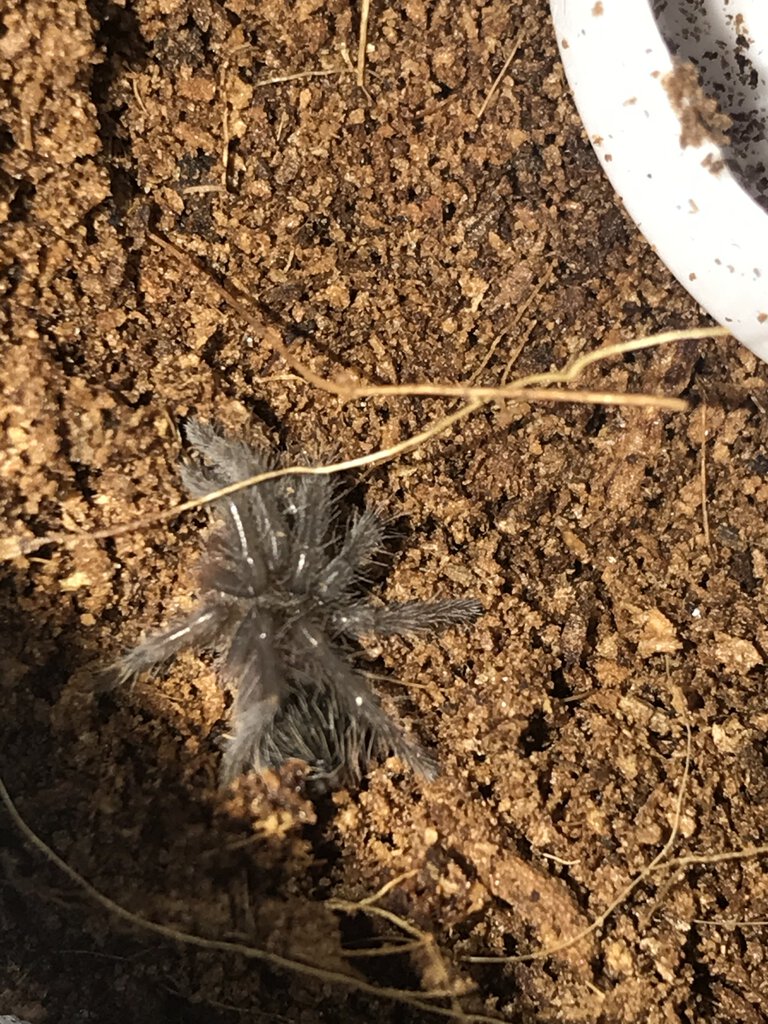 Tliltocatl kahlenbergi Spiderling