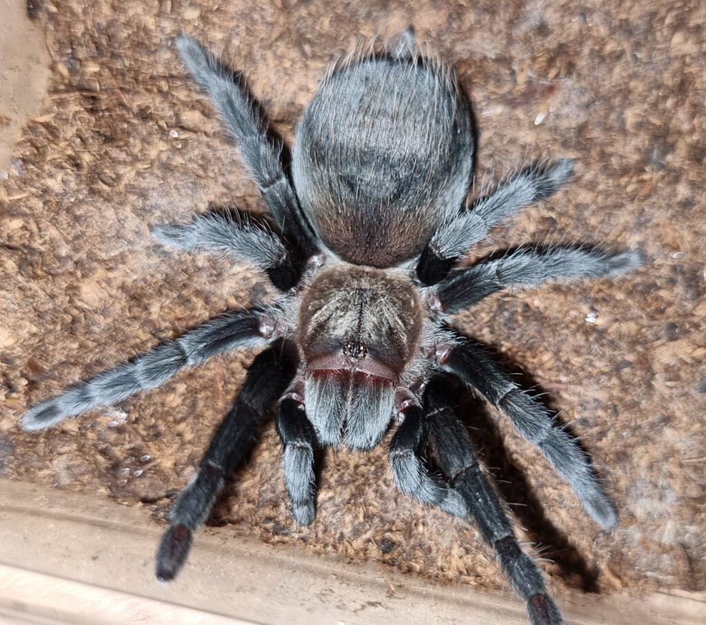 Tliltocatl schroederi juvenile female | Arachnoboards