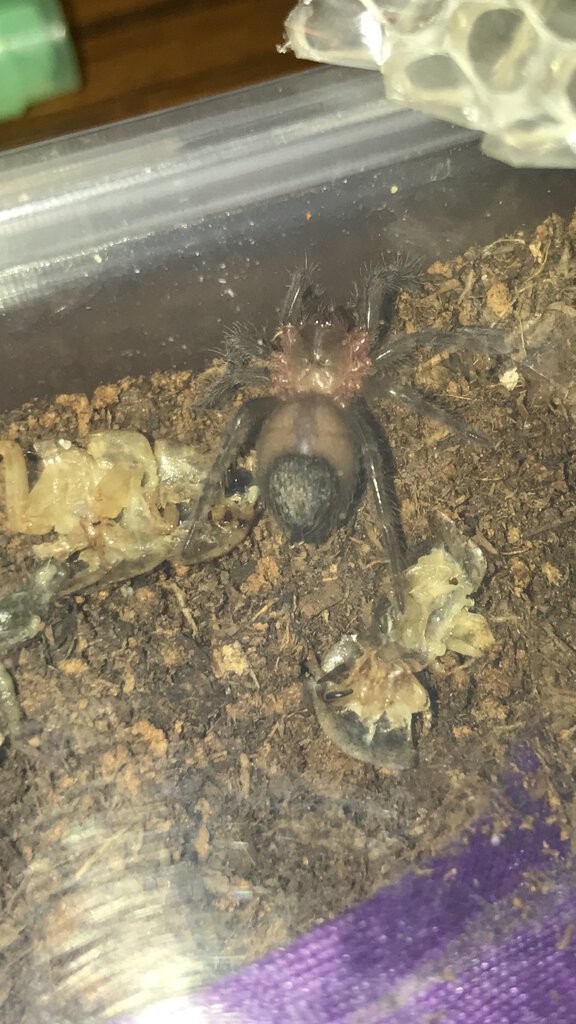 Tliltocatl vagans or Brachypelma albiceps?