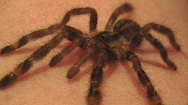 Tobe Poceilotheria ornata