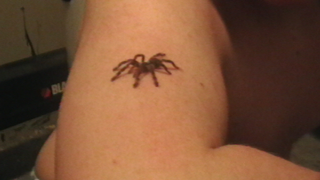 Tobe Poceilotheria ornata