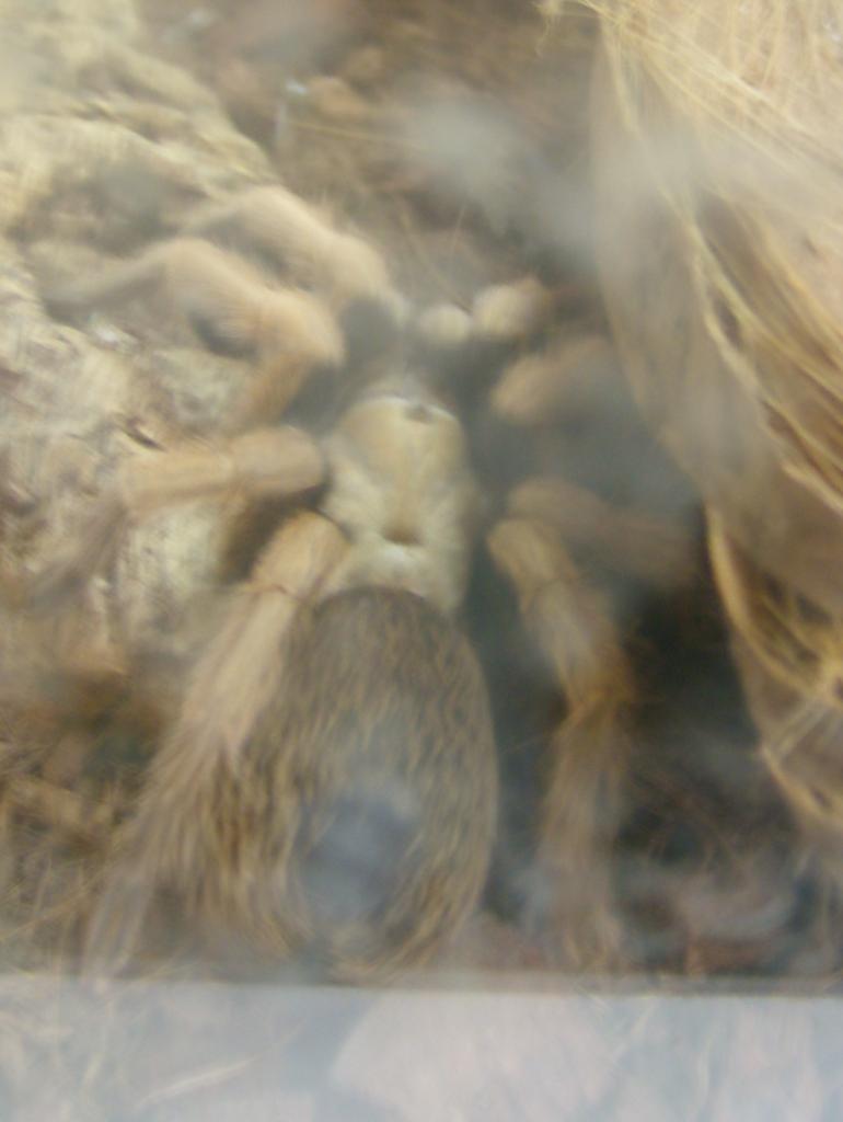 Told Aphonopelma Sp. What Do You Think?