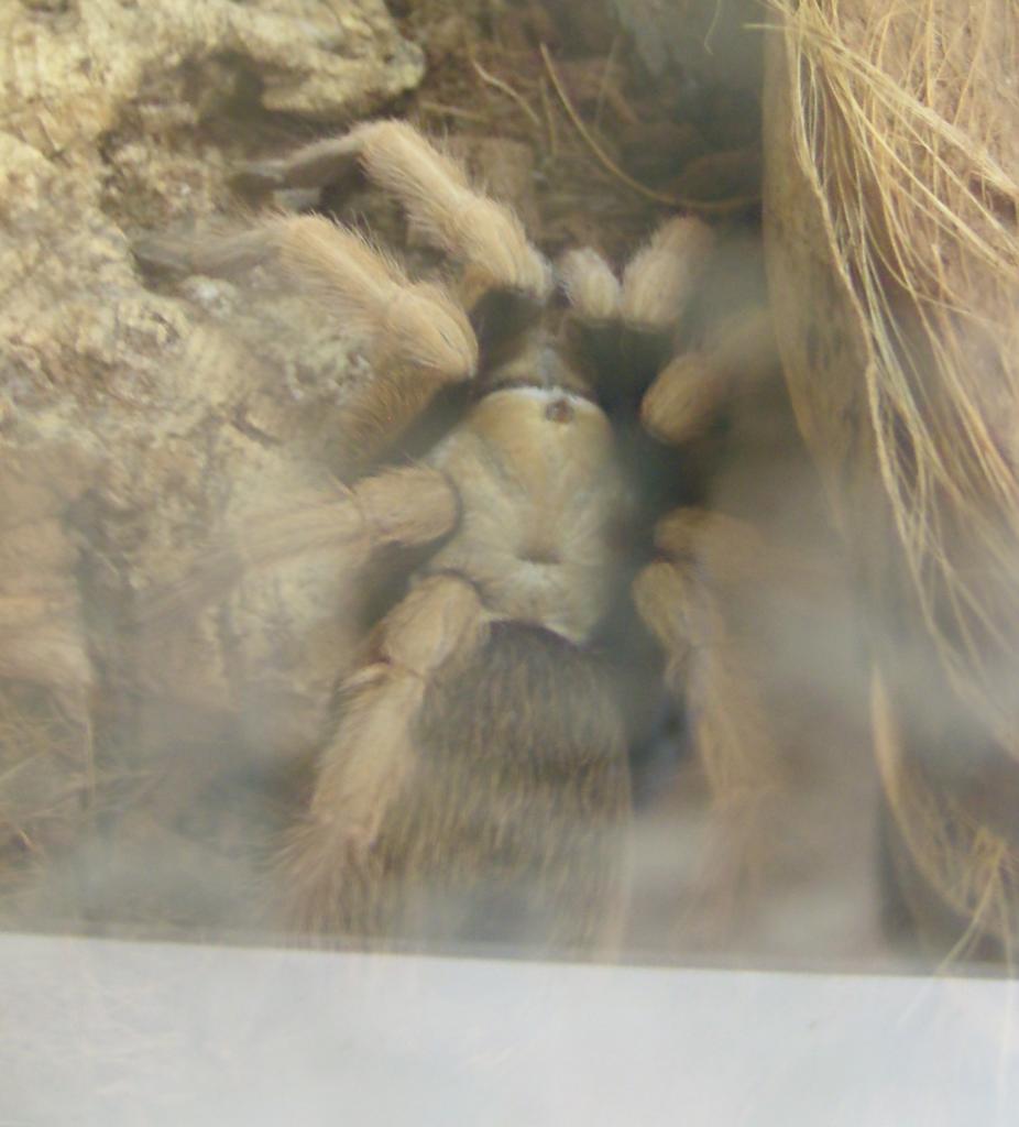 Told Aphonopelma Sp. What Do You Think?