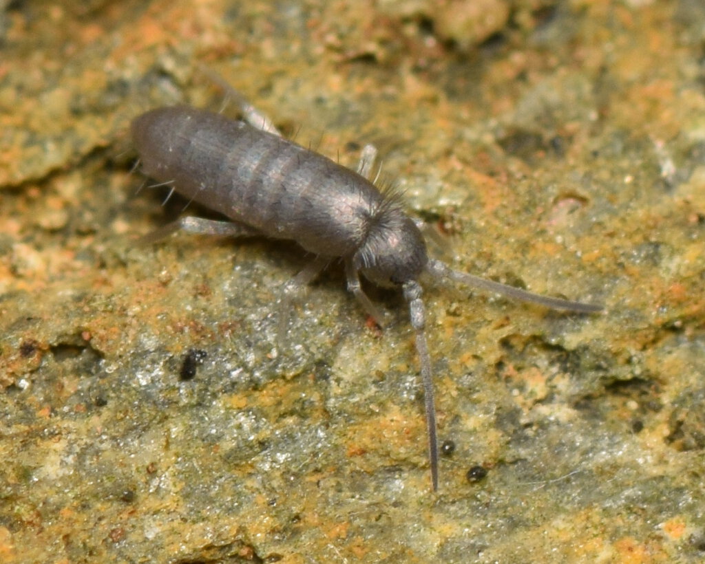 Tomocerus juvenile