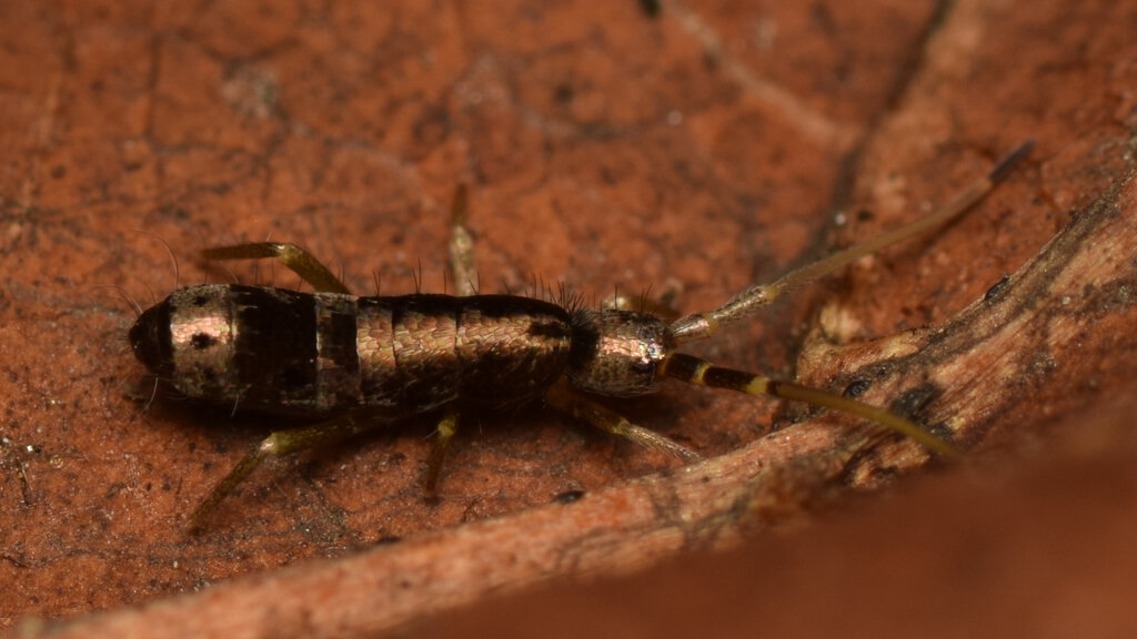 Tomocerus sp.