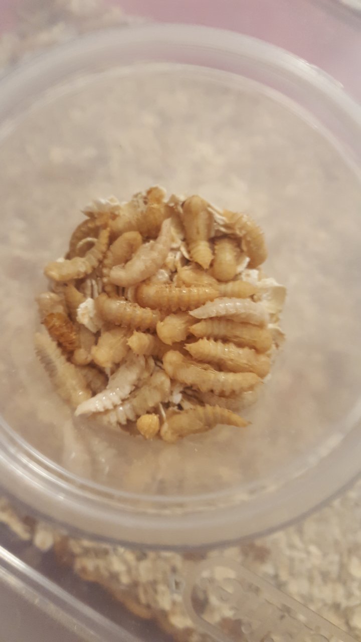 Tons of mealworm pupae.