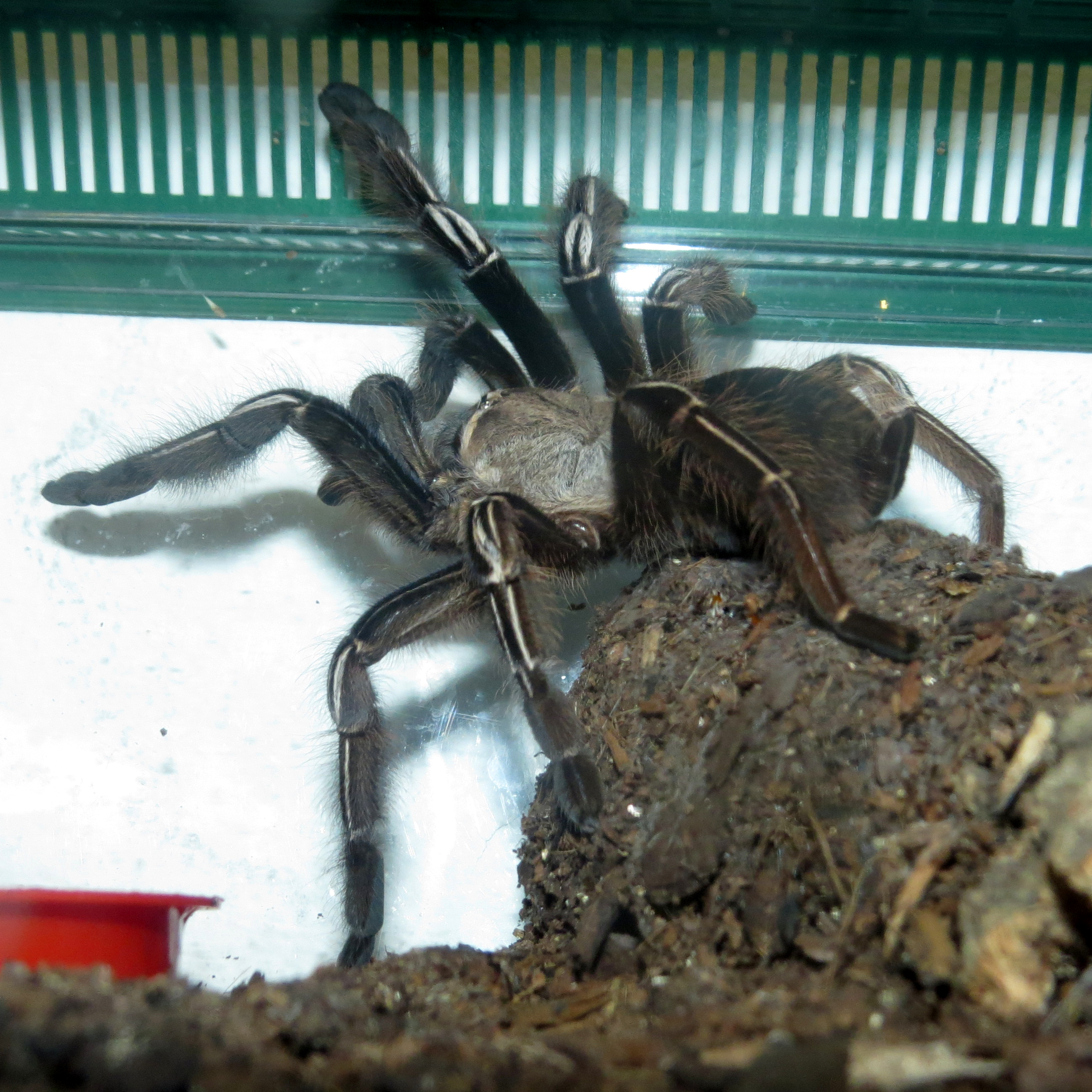 Too Spoopy (♀ Ephebopus murinus 3.75")