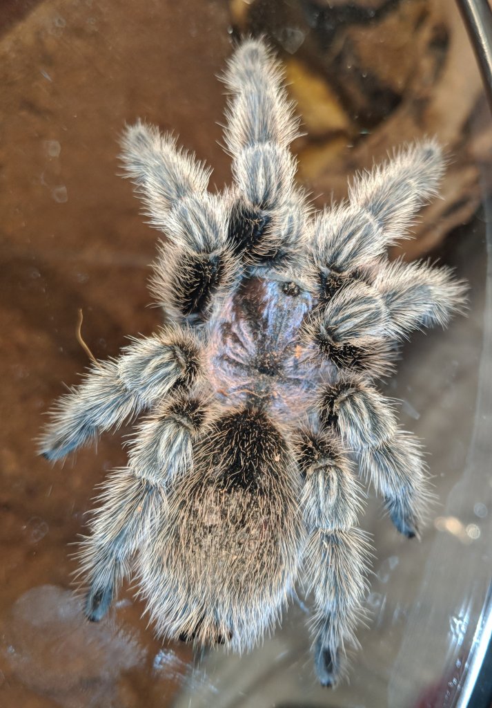 Top View G. porteri