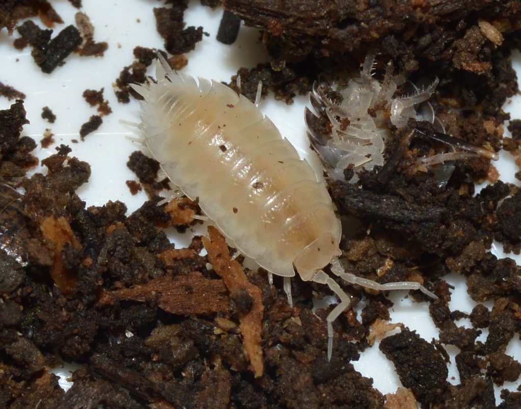 Trachelipus rathkii"Albino"