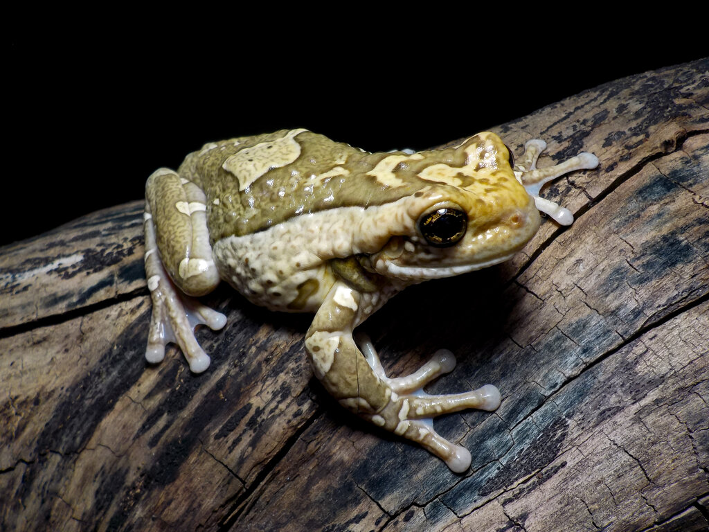 Trachycephalus typhonius, mature male