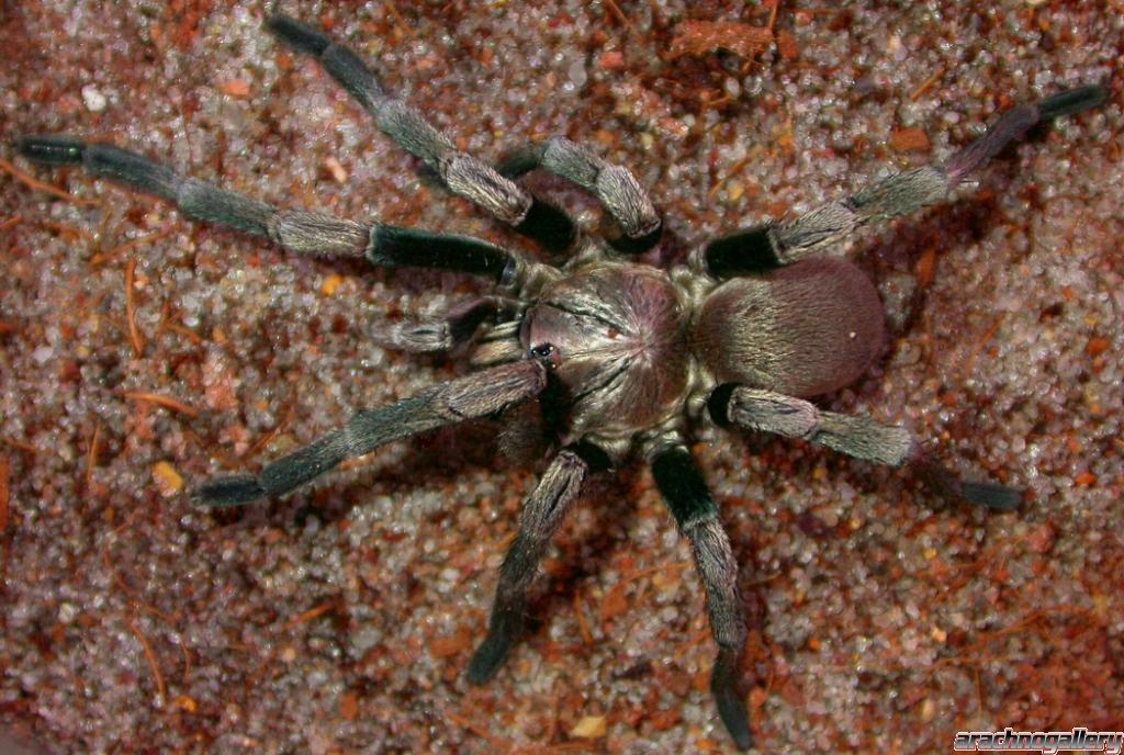 Trapdoor Baboon Spider-Cyphonisia sp.