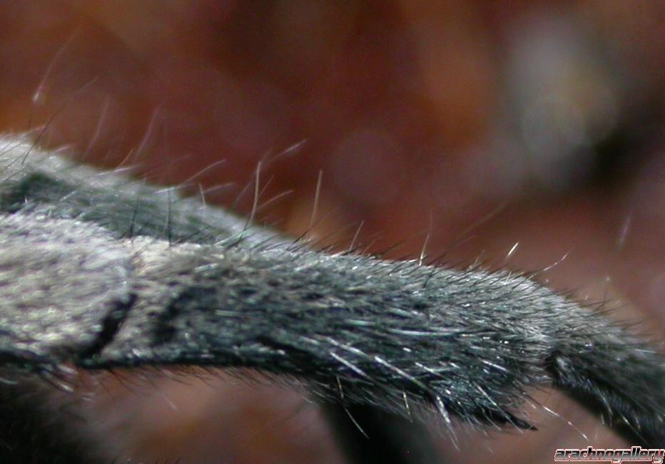 Trapdoor Baboon Spider-Cyphonisia sp.