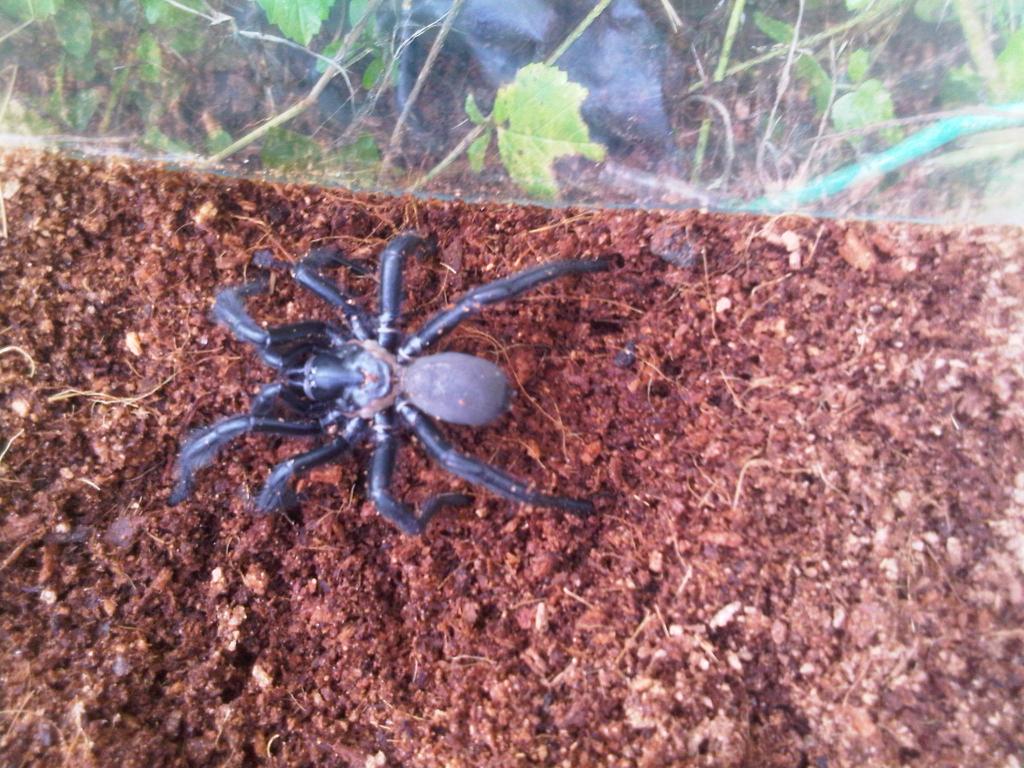 Trapdoor Spider. Sp?