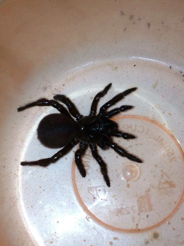 Trapdoor spider