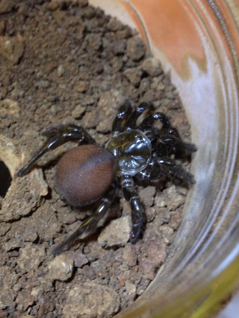 Trapdoor spider