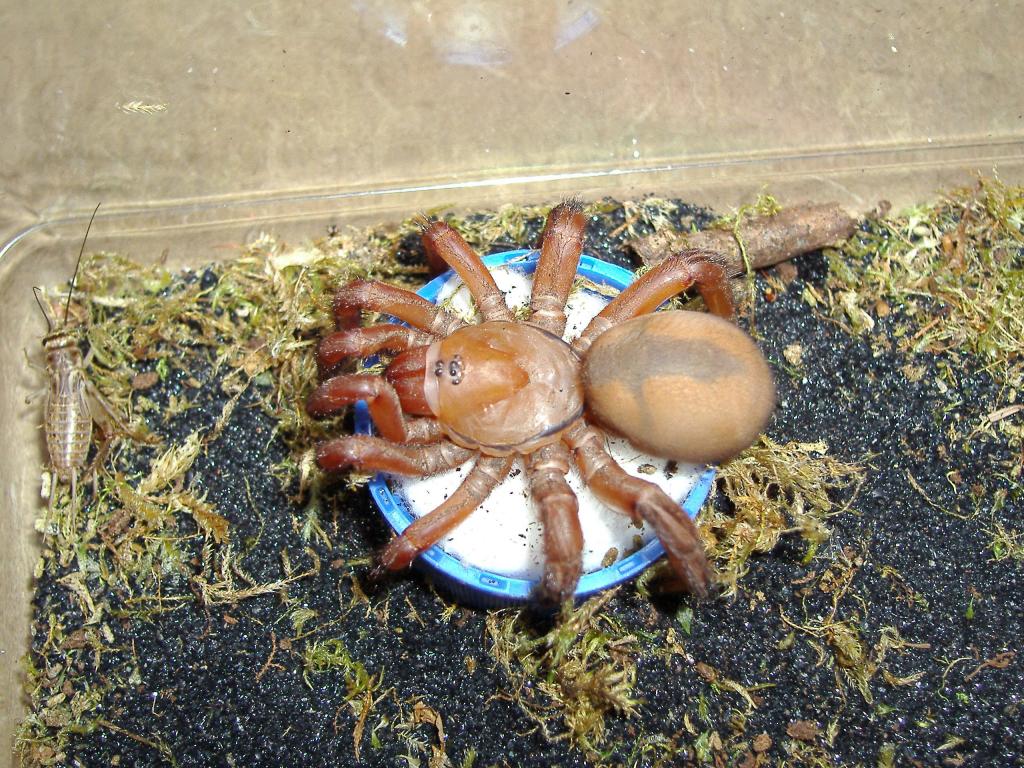 Trapdoor spider