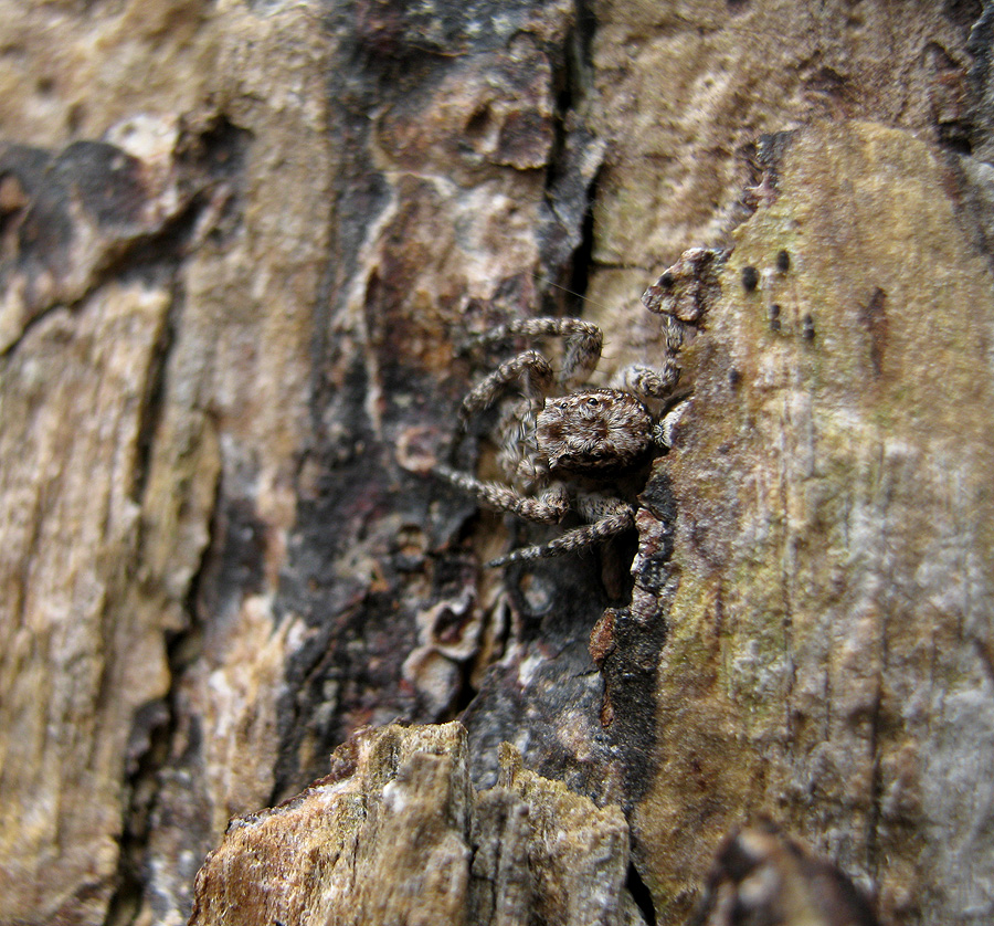 Tree Bark Jumping Spider