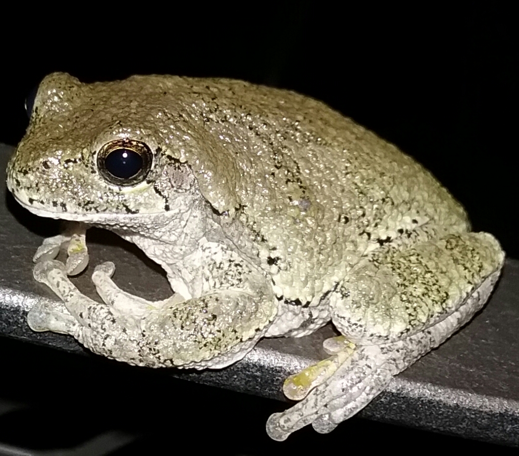 tree frog