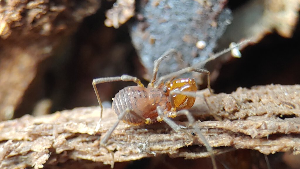 Triaenonychid harvestman