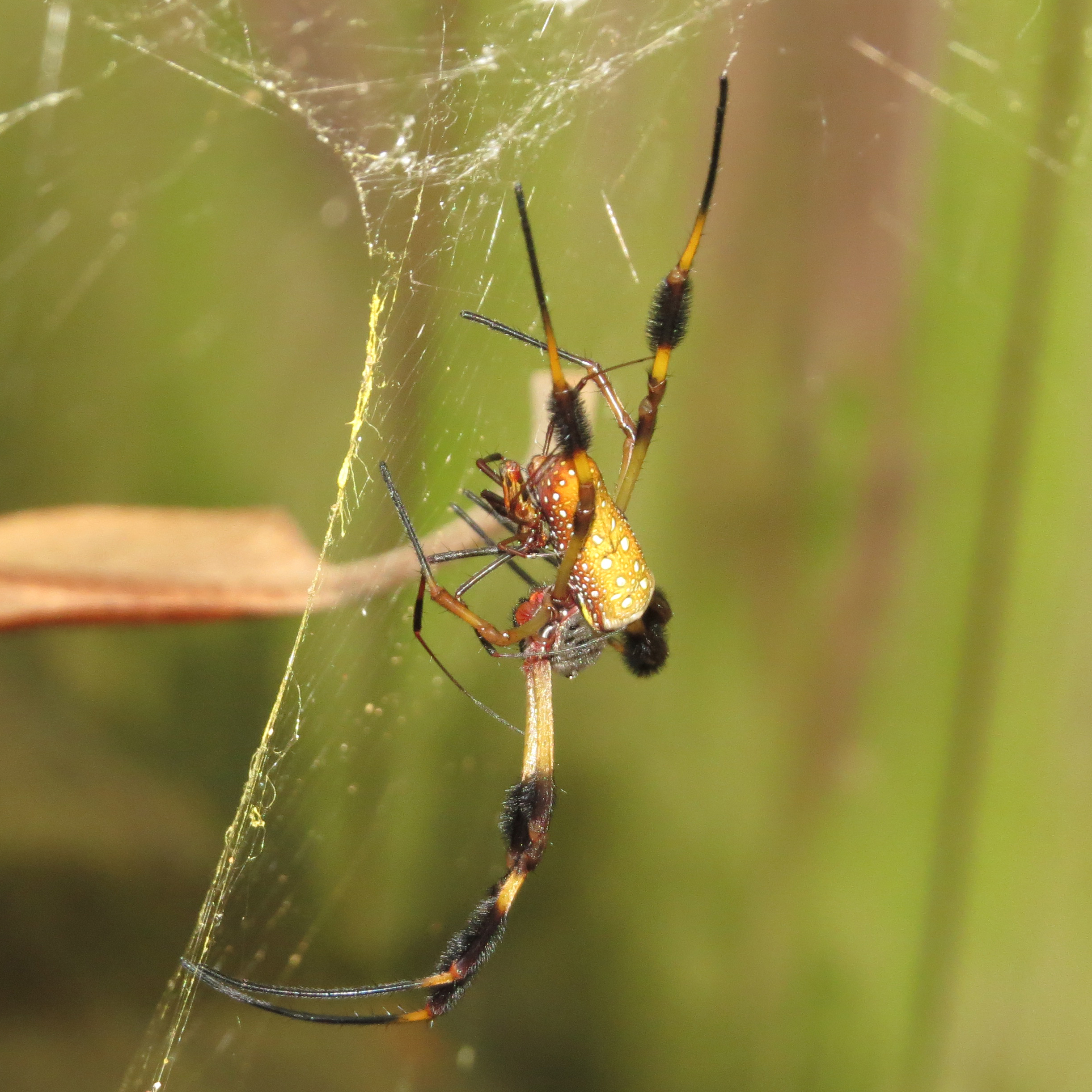 Trichonephila clavipes Mating [1/2]