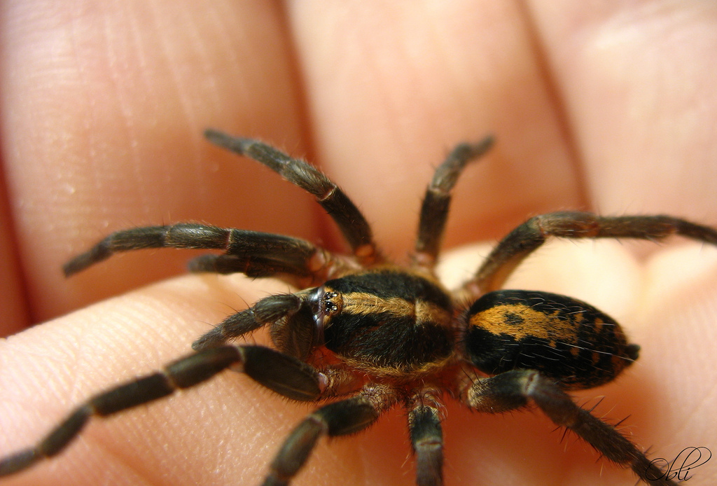 Trichopelma sp. Columbia