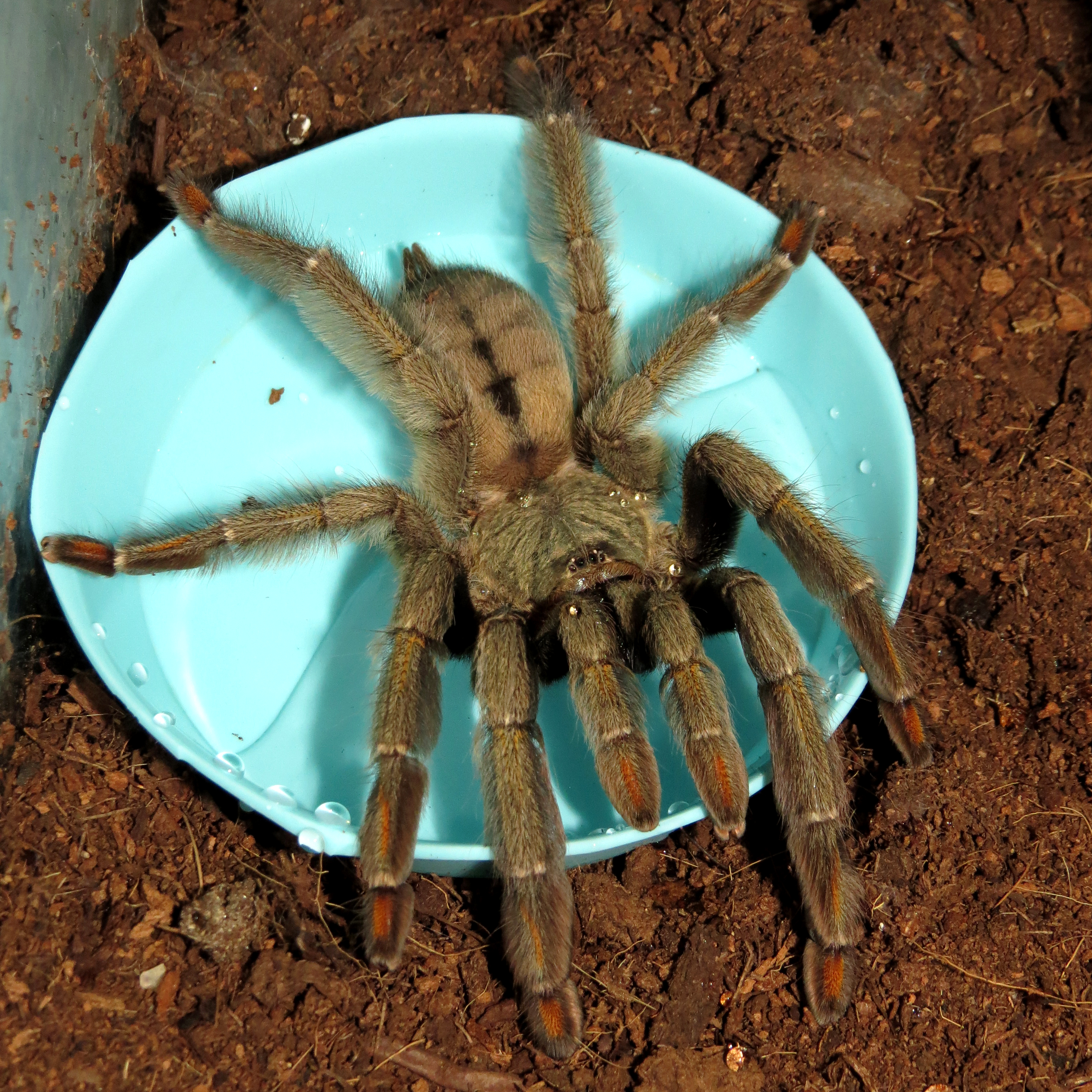 Triggered (♀ Psalmopoeus cambridgei 5")