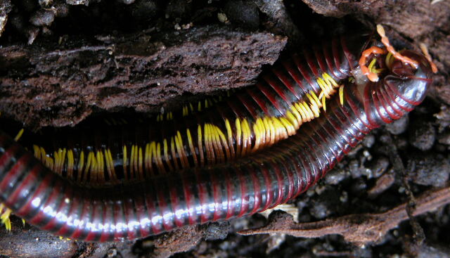 Trigoniulus macropygus mating