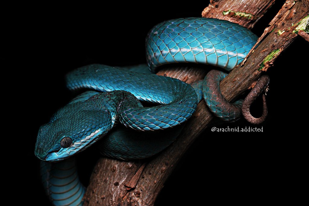 Trimeresurus insularis.