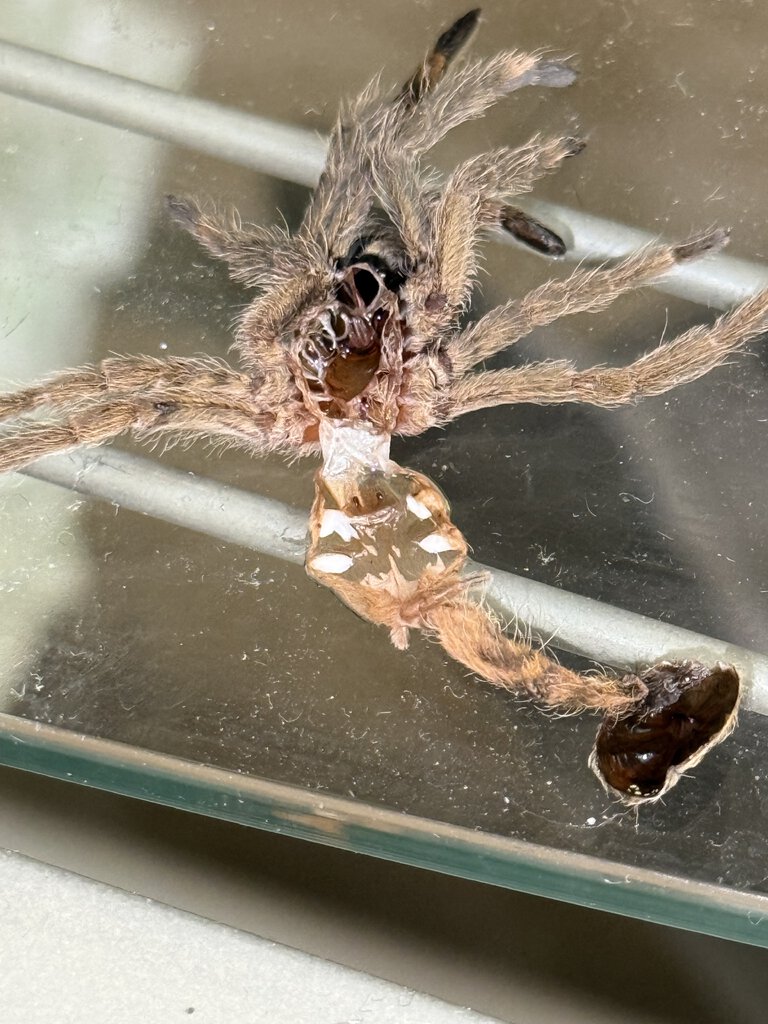 Trinidad olive male or female?