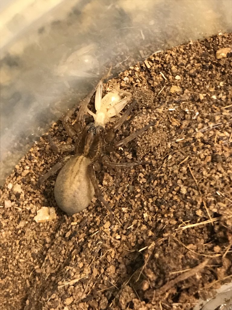 Trochosa ruricola eating cricket