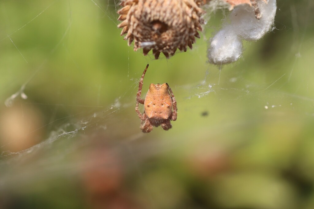 Tropical Tent-web Spider Cyrtophora citricola female with pale orange coloration