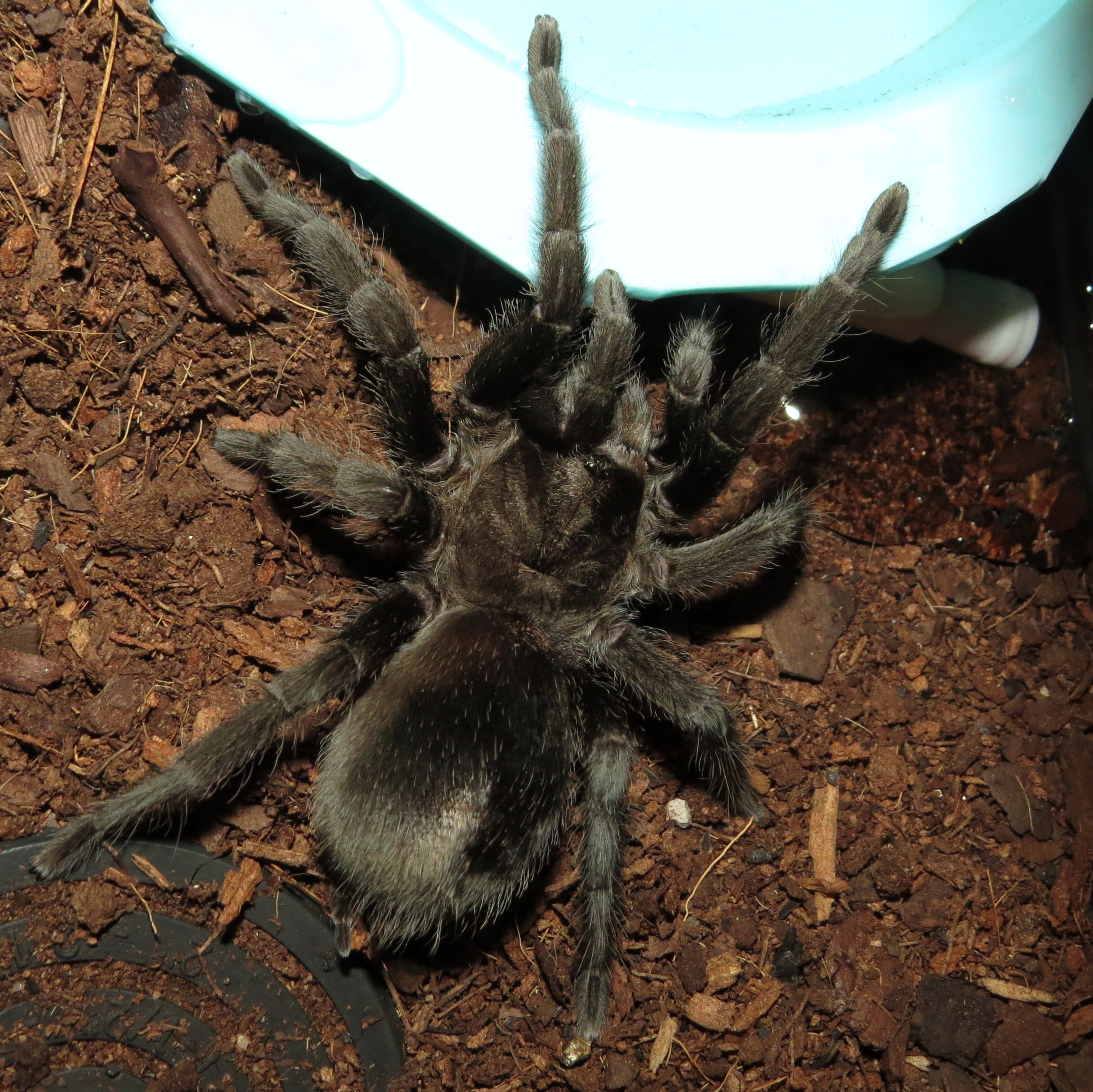 Trouble on the Horizon (♀ Grammostola pulchra 3.5")