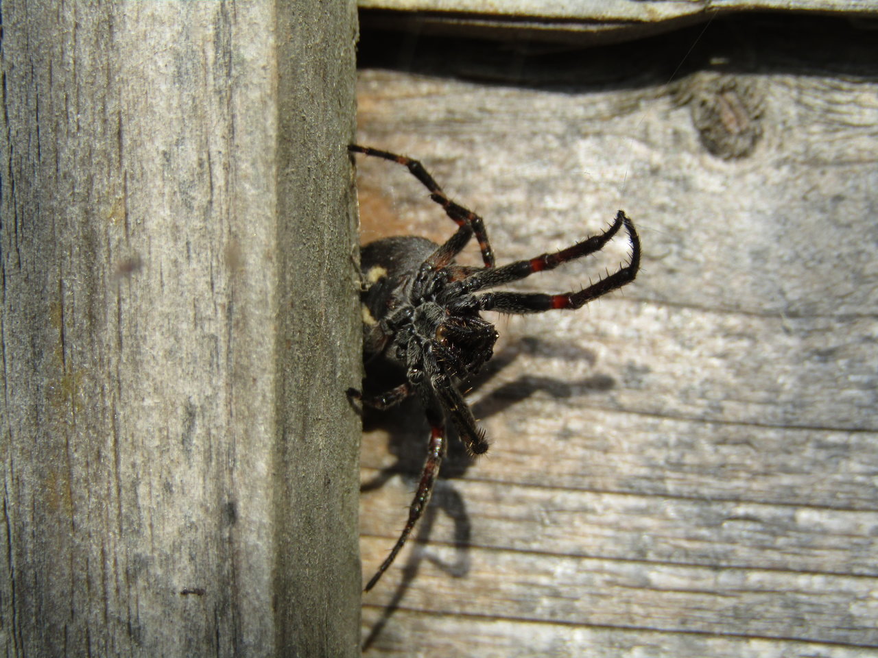 True spider from my garden (I don't know its ID)