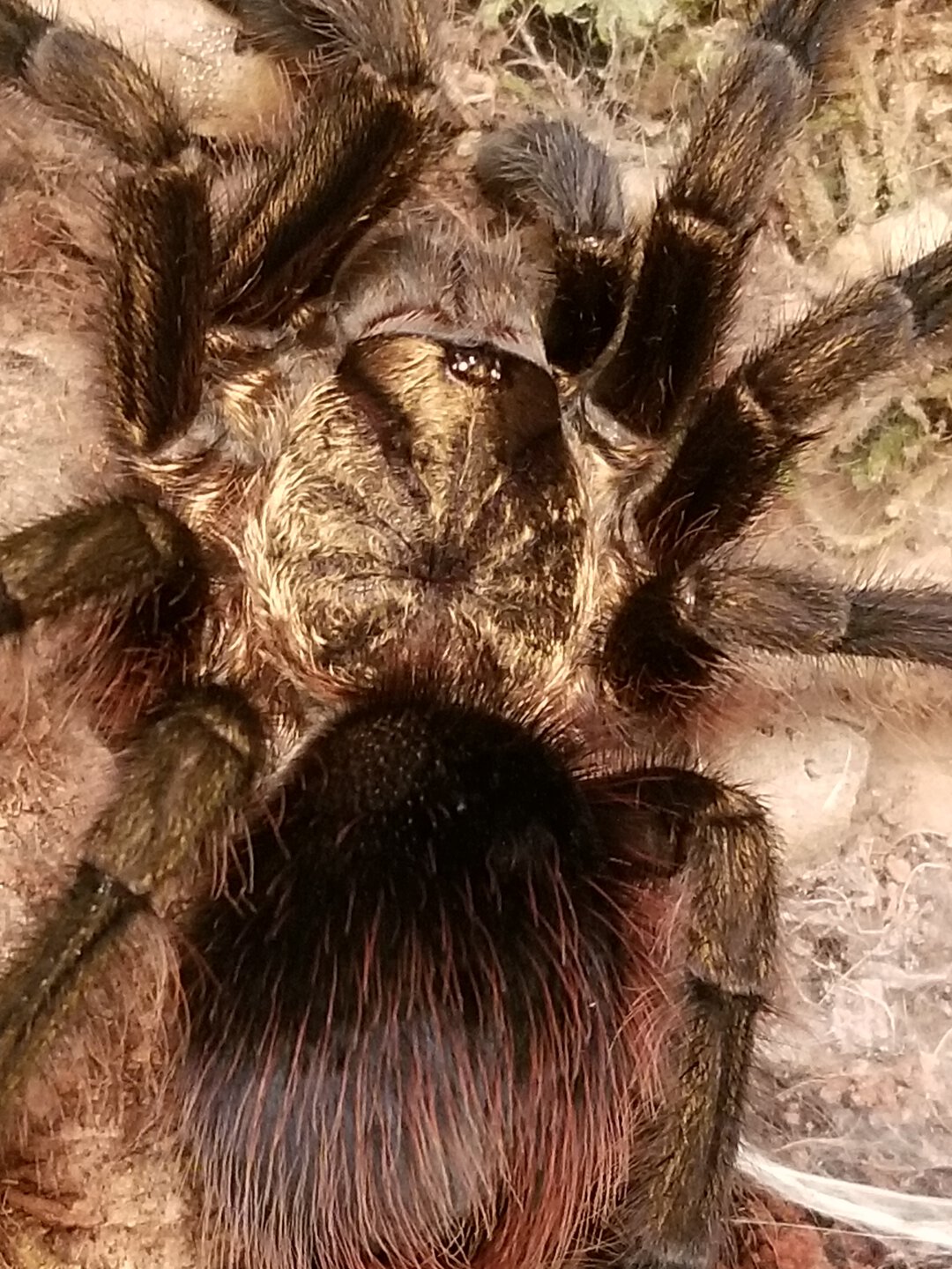 Truly a bronze tarantula